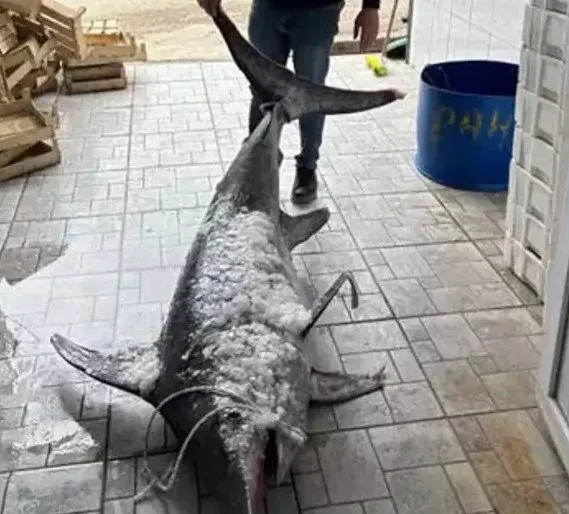 Ağına 3 metrelik balık takıldı! Binlerce liraya sattı