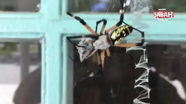 Acemi belgeselciden müthiş örümcek videosu! Dişi örümcekle çiftleşmeye çalışan erkek örümceğin ibretlik sonu kamerada...