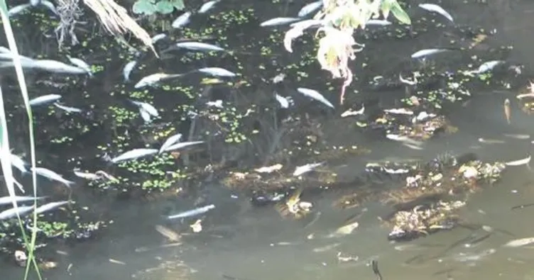 Sulama kanalları kurudu balık ölümleri başladı