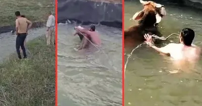 Helal olsun dedirten görüntü: Kanala düşen ineği kurtardı!
