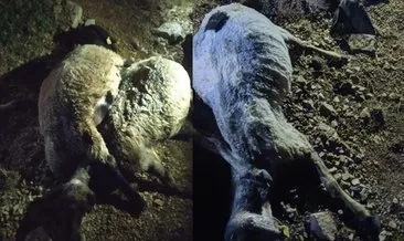Van’da 3 ayrı yere yıldırım düştü: 3 yaralı, 63 koyun telef oldu