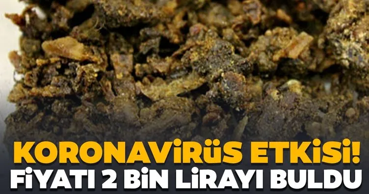 Koronavirüs etkisi! Propolisin kilosu 2 bin liradan satılıyor