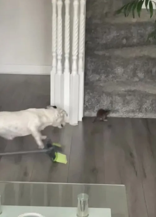 Kanepeden çıkanı görünce korkudan erken doğum yaptı! Tuvalete gidince kanı fark ettim...