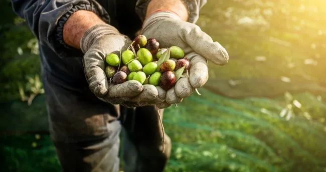 zeytinin faydalari nelerdir iste mucizevi bir besin olan zeytinin faydalari saglik haberleri