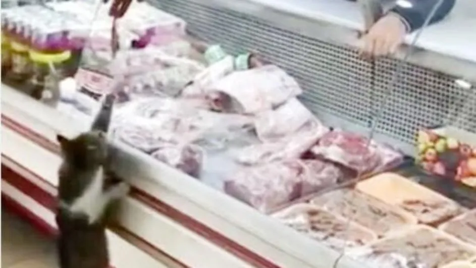 sosyal medya fenomeni kedi yesim den