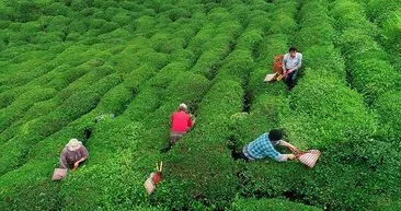 Yaş çay alım fiyatı 2024 ne kadar, kaç TL? Yaş çay alım fiyatı Tarım ve Orman Bakanlığı tarafından ilan edildi!