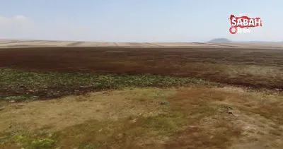 Doğu Anadolu’nun ilk Ramsar alanıydı... Kuyucuk Gölü Kuş Cenneti tamamen kurudu! | Video