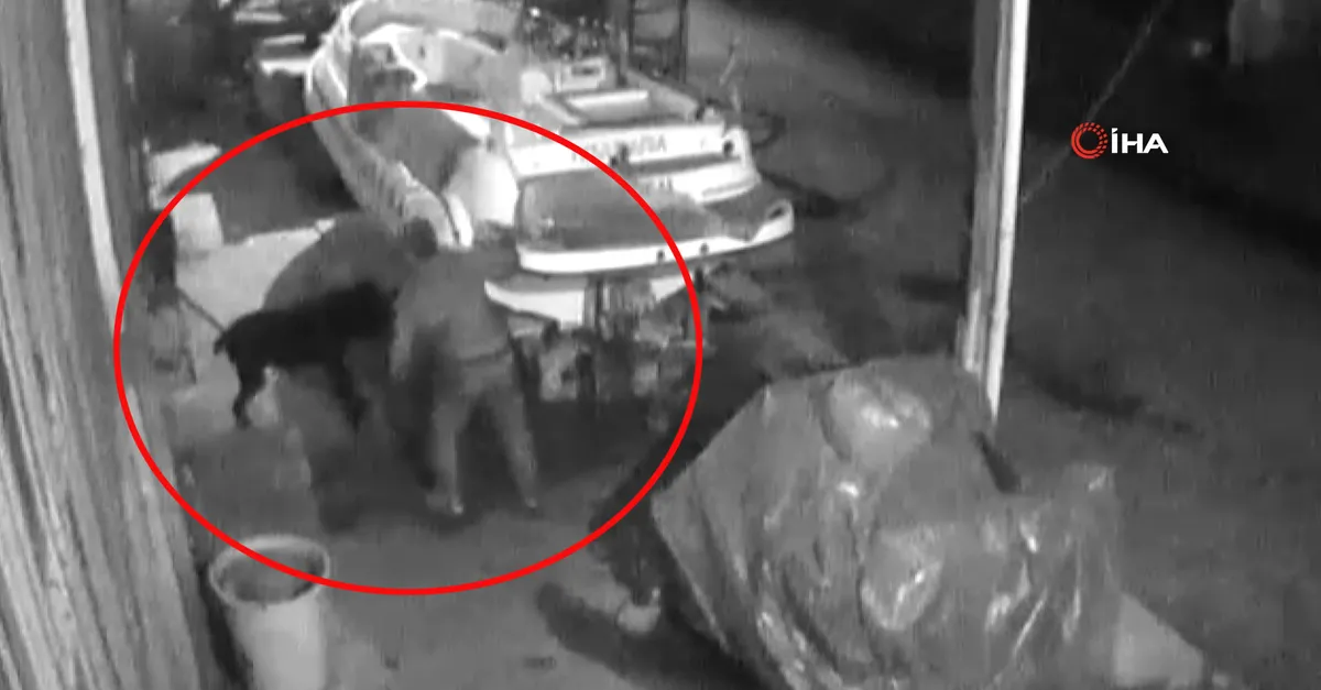 marmaris teki pitbull dehsetinin goruntuleri ortaya cikti iskence anlari kamerada video