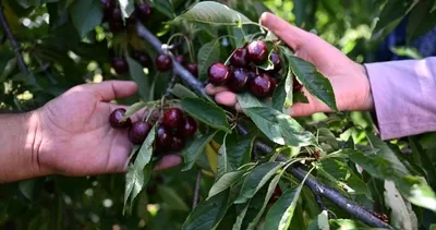 Türkiye’nin tarım gücü sınırları aştı! Yiyen ’Çikolata gibi’ diyor, tarladan toplanıp Avrupa’ya gidiyor…