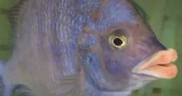 Derin mavinin garip canlıları