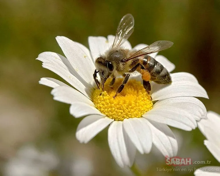 Bir damlası bile kanserle savaşması için yetiyor