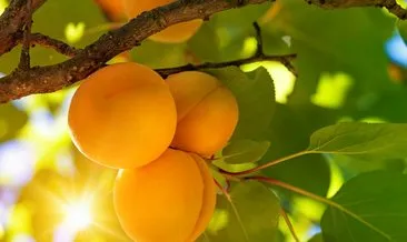 Kayısının faydaları saymakla bitmiyor!