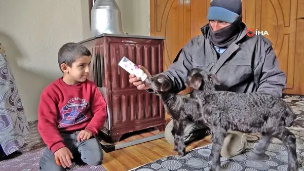Muş'ta annesiz kalan kuzuların biberonla beslendiği yürekleri ısıtan anlar kamerada | Video