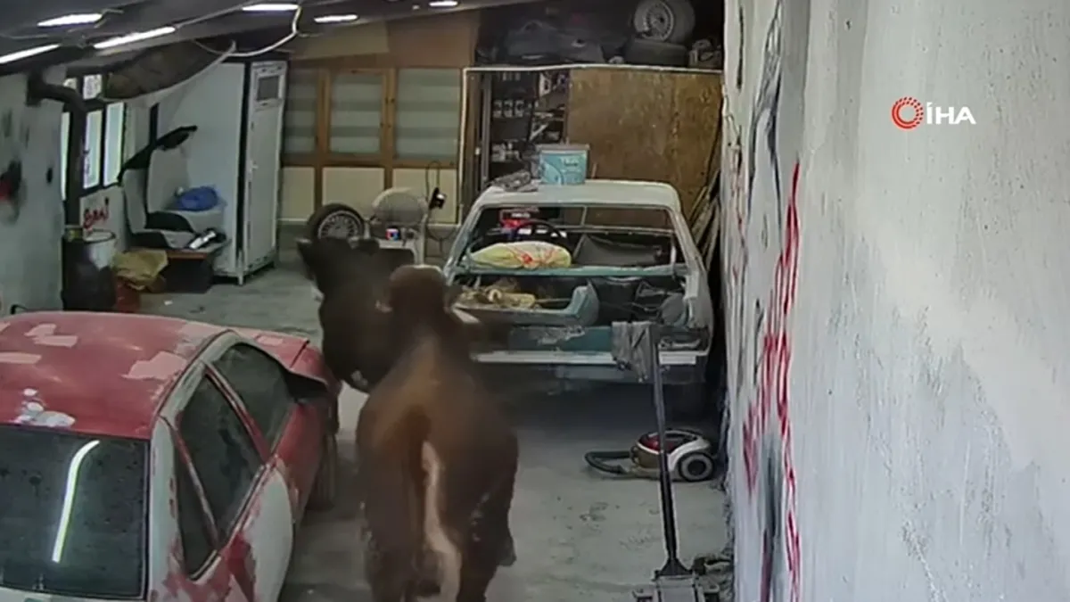Ahırdan kaçan danalar oto tamirciyi bastı, o anlar kamerada Ahırdan kaçan danalar oto tamirciyi bastı, o anlar kamerada