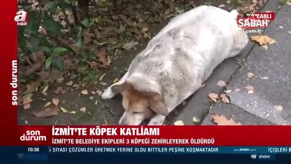 Izmit Te Kopek Katliami Belediye Ekipleri 3 Kopegi Zehirledi Video Videosunu Izle Son Dakika Haberleri