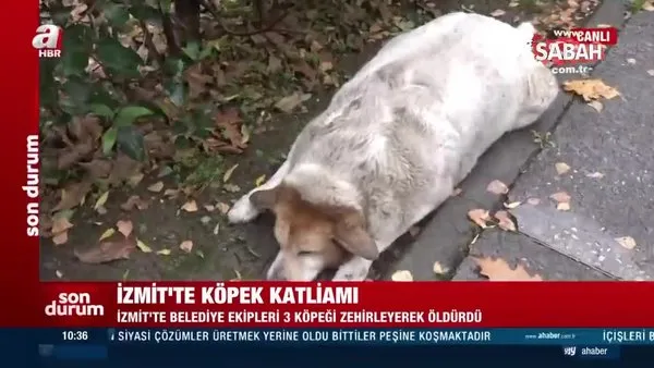 İzmit’te köpek katliamı! Belediye ekipleri 3 köpeği zehirledi | Video