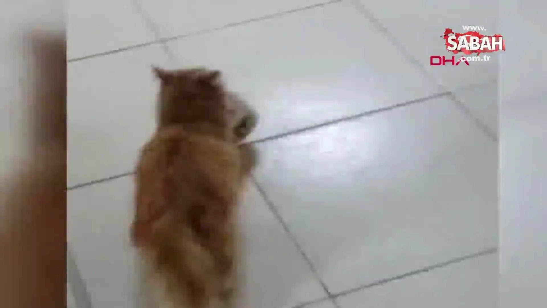 kedi agzinda tasidigi yavrularini veterinere getirdi video