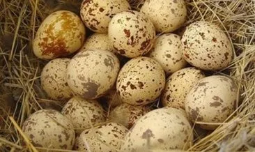 Bıldırcın yumurtasının faydaları nelerdir, ne işe yarar? Bıldırcın yumurtası nasıl tüketilir, kalorisi ve besin değeri nedir?