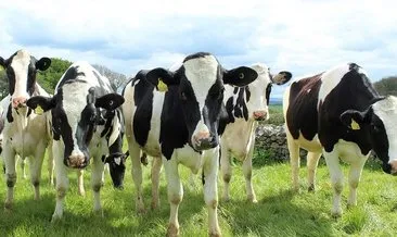 FETÖ’nün inekleri satılıyor