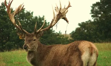 İsveç’te sarhoş geyik eve girdi