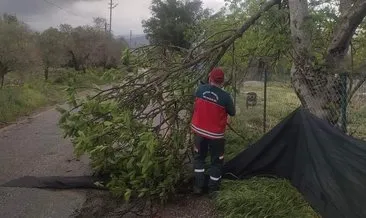 Menteşe’de şiddetli fırtına: Ağaçlar devrildi, çatı uçtu