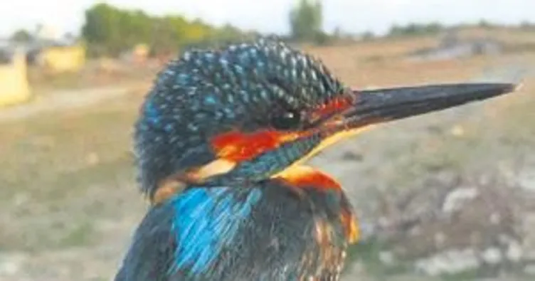 Kuşlar Finlandiya’da çıktı