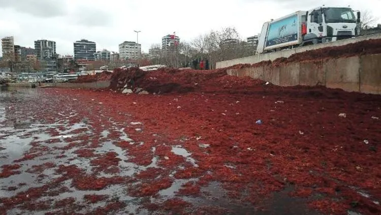 Caddebostan'da ilginç görüntü! Sahil kızıla büründü