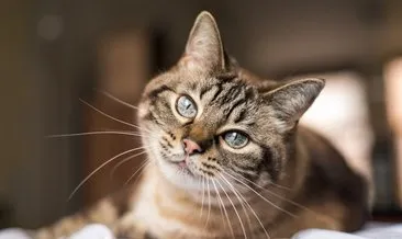 Tekir Kedi Özellikleri Ve Bakımı: Evde Tekir Kedi Nasıl Bakılır, Beslenir ve Yetiştirilir?