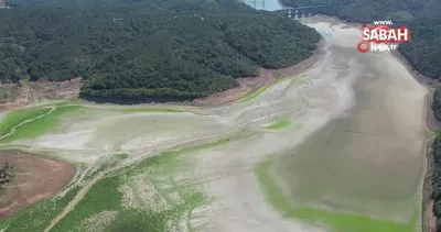 Alibeyköy Barajı’nda sular çekildi, yeşile dönen alan mandalara kaldı | Video