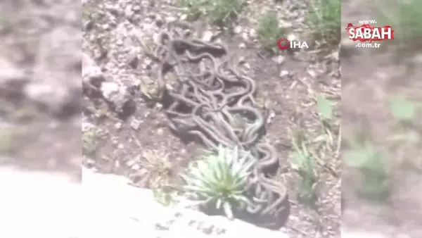 hakkari de elektrik arizasina giden personele yilan surusu soku