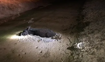 İtfaiyeden ‘eşek’ operasyonu