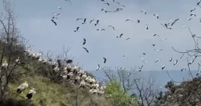 Şeyh Edebali Türbesi’nde görsel şölen