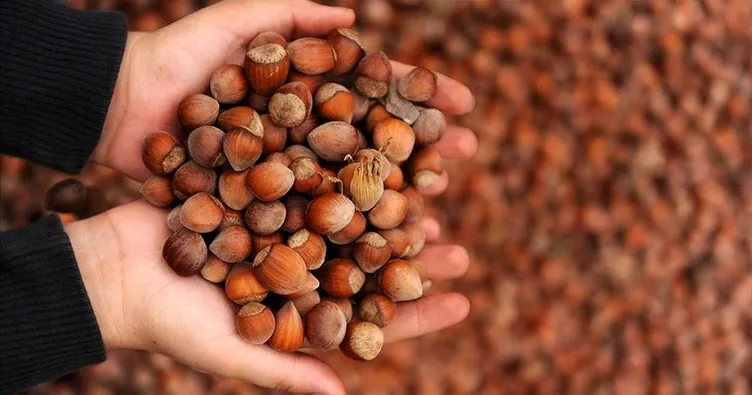 Fındık üretiminde hedef 1 milyon ton