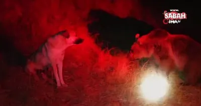 Nemrut’un maskot ayılarıyla köpeğin kavgası kamerada | Video