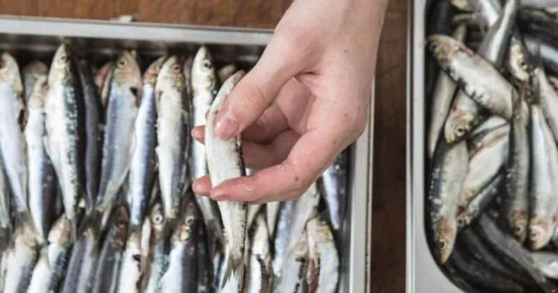 mutfakta balik kokusu nasil gider balik kokusu nasil giderilir son dakika haberler