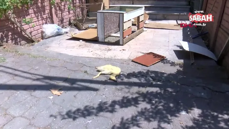 Kocaeli'nde pet shop katliamı | Video