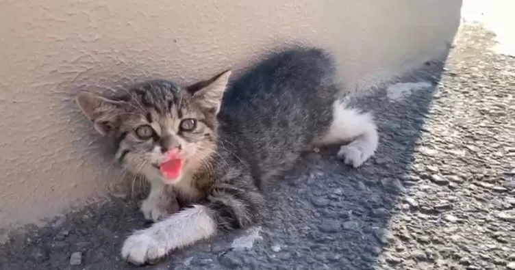 Yaralı yavru kedi hayata böyle tutundu!