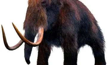 Çin’de 1 ton mamut dişi ele geçirildi
