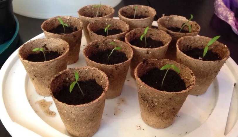 yasayan besinler cimlendirilmis