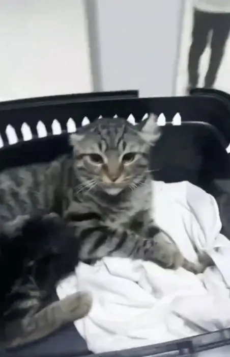 Son dakika: Ankara’da veteriner kedilere oda spreyi sıktı! Skandal görüntülere sosyal medyada tepki yağdı!