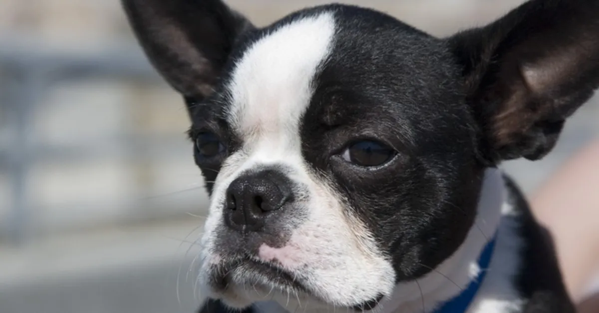 https www sabah com tr gundem 2020 11 12 kopek cinsleri isimleri kopek turleri irklari ve ozellikleri nelerdir