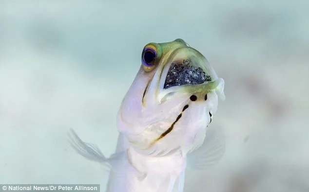 Bu balık yavrularını ağzında taşıyor