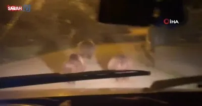 Devrek’te aç kalan ayılar köye indi