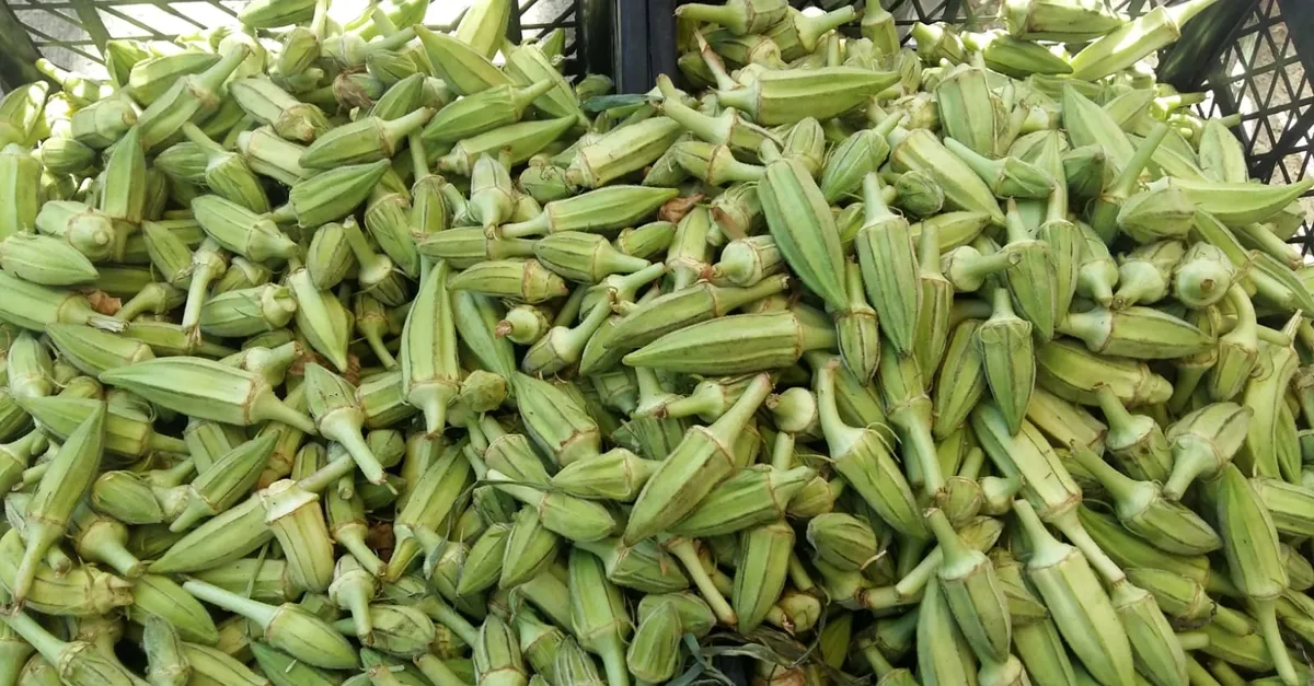 Şanlıurfa'nın vazgeçilmezlerinden 'taze bamya' tezgahlarda - Şanlıurfa Haberleri