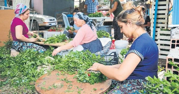 Zeytinköy’den ihracat