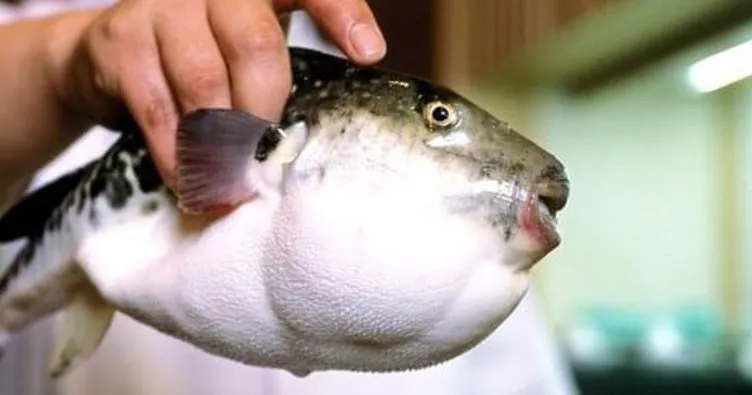 Japonya’da marketlerde zehirli balık alarmı