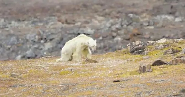 Kutup ayıları can çekişiyor