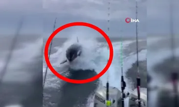 Katil balina tekneyi böyle kovaladı