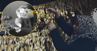 Kilosu 30 kuruşa düştü! Kabuğu ise kendisinden 56 kat daha pahalı