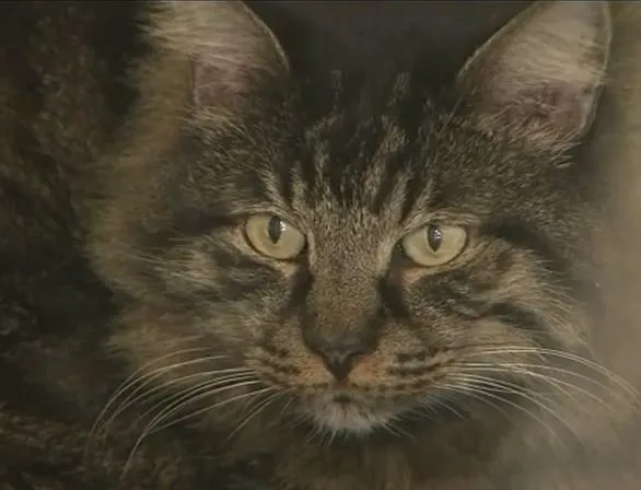 kayip-kedi-12-yil-sonra-bulundu-320-kmlik-yolculugun-ardindaki-sir-1697095499068.jpg